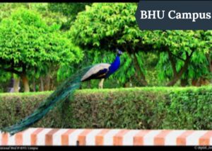 Peacock in BHU